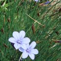 Aphyllanthes monspeliensis fleur